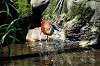 ueno_zoo_5361_mini.jpg