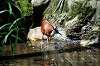 ueno_zoo_5362_mini.jpg