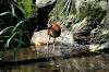 ueno_zoo_5363_mini.jpg