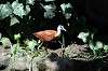 ueno_zoo_5365_mini.jpg