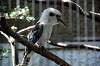 ueno_zoo_5367_mini.jpg