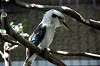 ueno_zoo_5368_mini.jpg