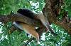 ueno_zoo_5369_mini.jpg