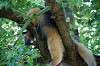 ueno_zoo_5370_mini.jpg