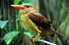 ueno_zoo_5373_mini.jpg