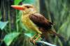 ueno_zoo_5374_mini.jpg