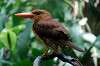 ueno_zoo_5375_mini.jpg
