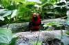 ueno_zoo_5377_mini.jpg