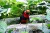 ueno_zoo_5380_mini.jpg