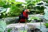 ueno_zoo_5382_mini.jpg