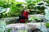 ueno_zoo_5383_mini.jpg