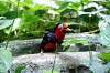 ueno_zoo_5384_mini.jpg