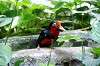 ueno_zoo_5385_mini.jpg