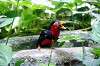 ueno_zoo_5386_mini.jpg
