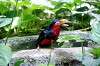 ueno_zoo_5387_mini.jpg