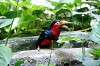 ueno_zoo_5388_mini.jpg