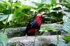 ueno_zoo_5390_mini.jpg