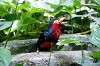 ueno_zoo_5391_mini.jpg