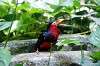 ueno_zoo_5393_mini.jpg