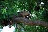 ueno_zoo_5394_mini.jpg