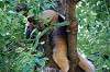 ueno_zoo_5397_mini.jpg