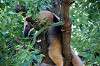 ueno_zoo_5399_mini.jpg