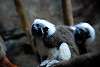 ueno_zoo_5400_mini.jpg