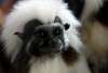 ueno_zoo_5401_mini.jpg