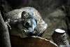 ueno_zoo_5402_mini.jpg