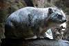 ueno_zoo_5403_mini.jpg