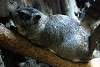 ueno_zoo_5404_mini.jpg