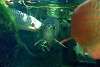 ueno_zoo_5405_mini.jpg