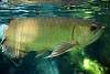 ueno_zoo_5406_mini.jpg