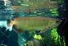 ueno_zoo_5407_mini.jpg