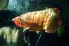 ueno_zoo_5409_mini.jpg