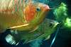 ueno_zoo_5412_mini.jpg