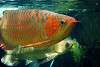 ueno_zoo_5413_mini.jpg