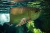 ueno_zoo_5415_mini.jpg