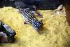 ueno_zoo_5418_mini.jpg