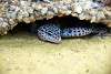 ueno_zoo_5419_mini.jpg
