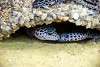 ueno_zoo_5422_mini.jpg