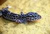 ueno_zoo_5423_mini.jpg