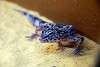 ueno_zoo_5425_mini.jpg