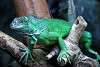ueno_zoo_5427_mini.jpg