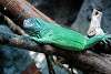 ueno_zoo_5431_mini.jpg