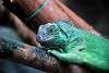 ueno_zoo_5432_mini.jpg