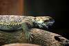 ueno_zoo_5433_mini.jpg