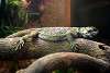 ueno_zoo_5434_mini.jpg