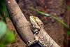 ueno_zoo_5437_mini.jpg