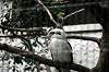 ueno_zoo_5438_mini.jpg